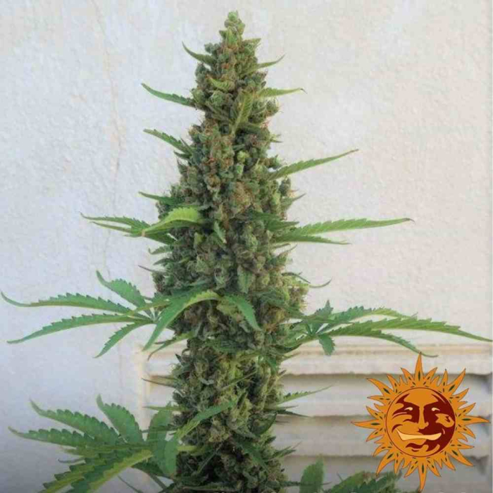 Pineapple Express Auto