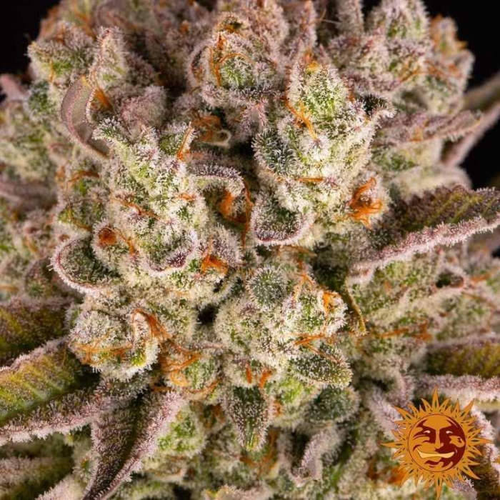 Pineapple Express Feminizada