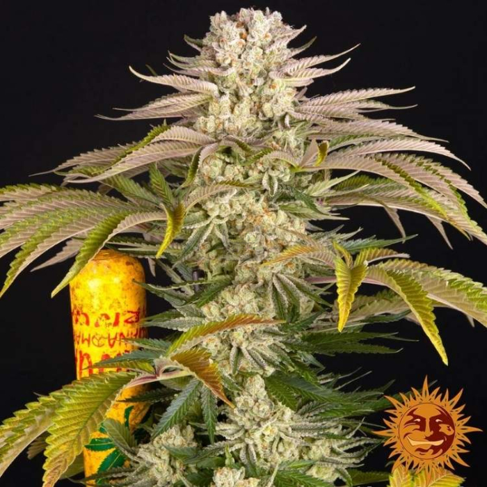 Pineapple Express Feminizada