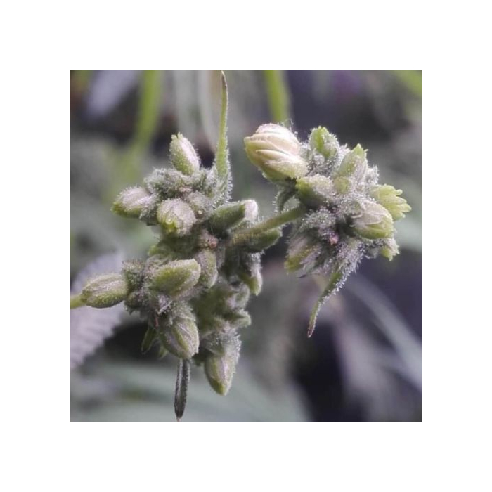 Pineapple Sorbet F4