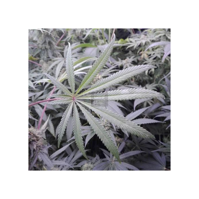 Pineapple Sorbet F4