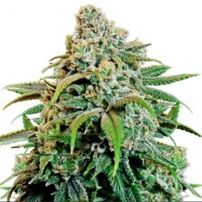 Pink Champagne