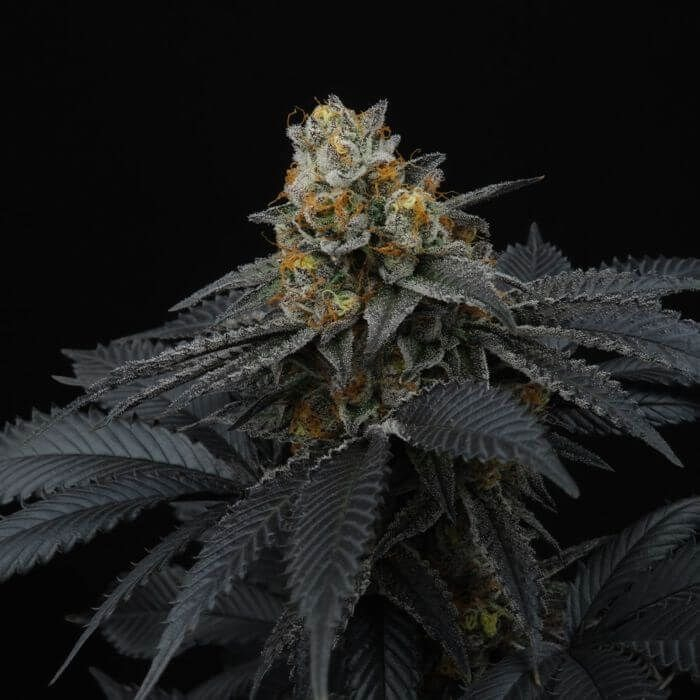 Pink Gasoline (33 Splitter x Peach Ozz)
