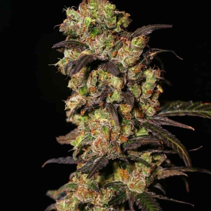 Pink Plant