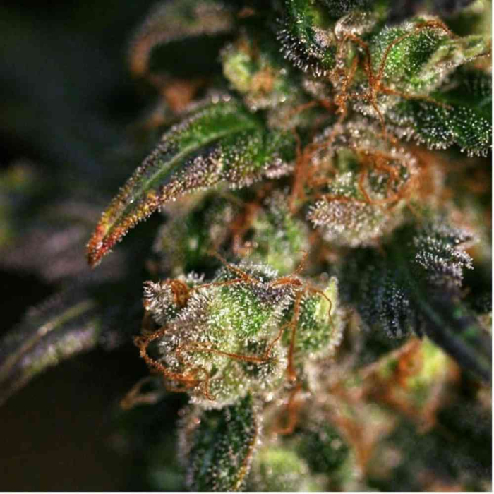 Pink Plant