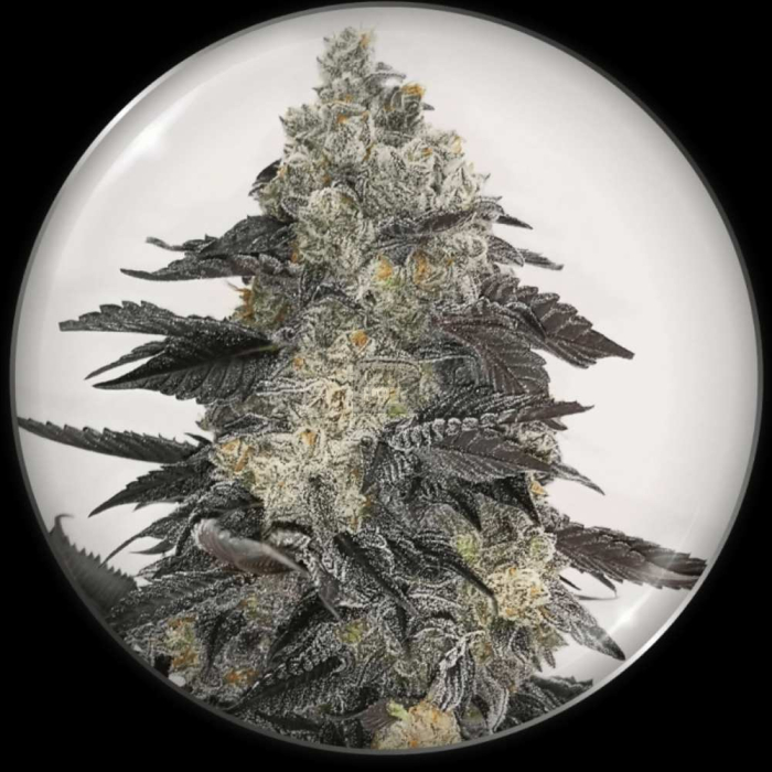 Pink Sherbert Pink Sherbert