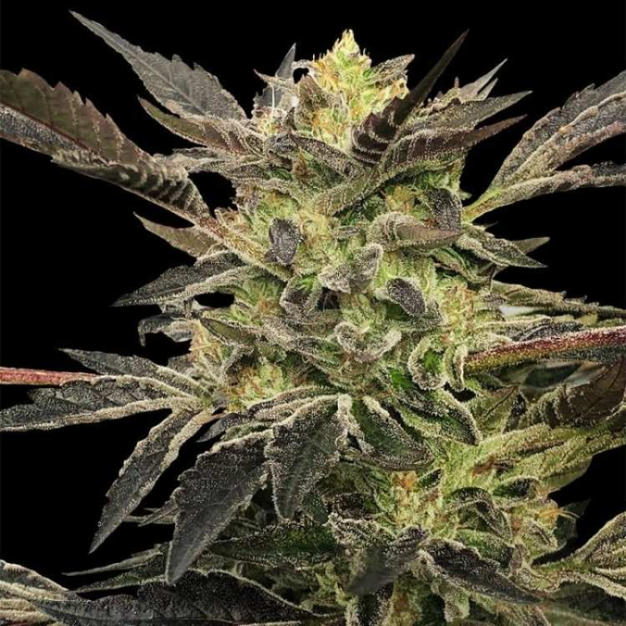 Pink Sunset Auto Pink Sunset Auto