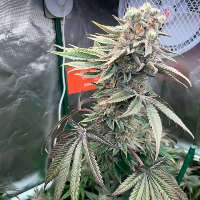 Pink Sunset Auto Pink Sunset Auto
