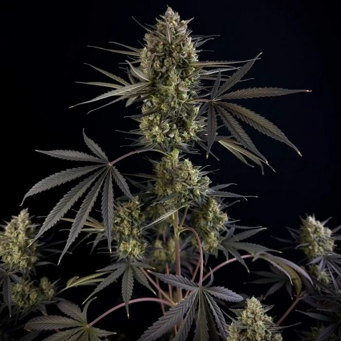 Pound Cake Auto