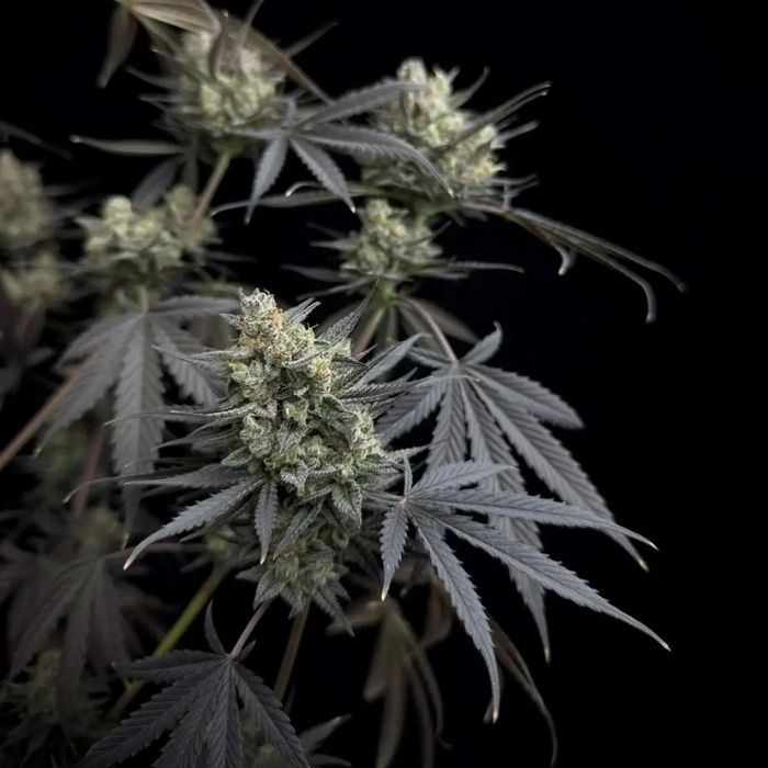 Pound Cake Auto