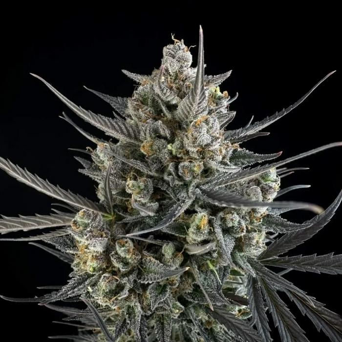Pound Cake Auto