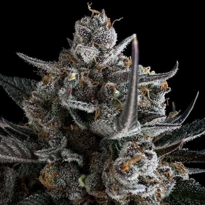 Pound Cake Auto