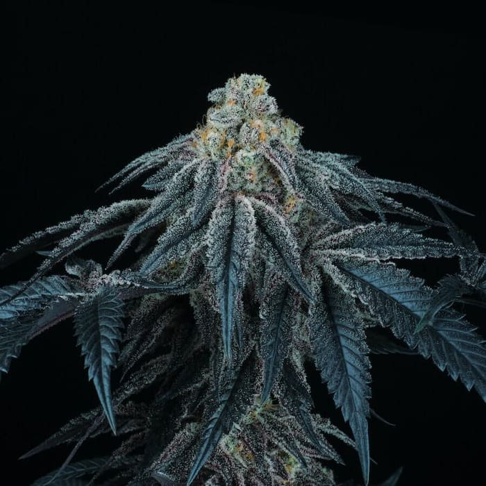 Puff Mints (Kush Mints x Jet A)