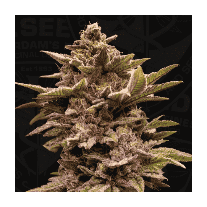 Pure Lemon Cherry