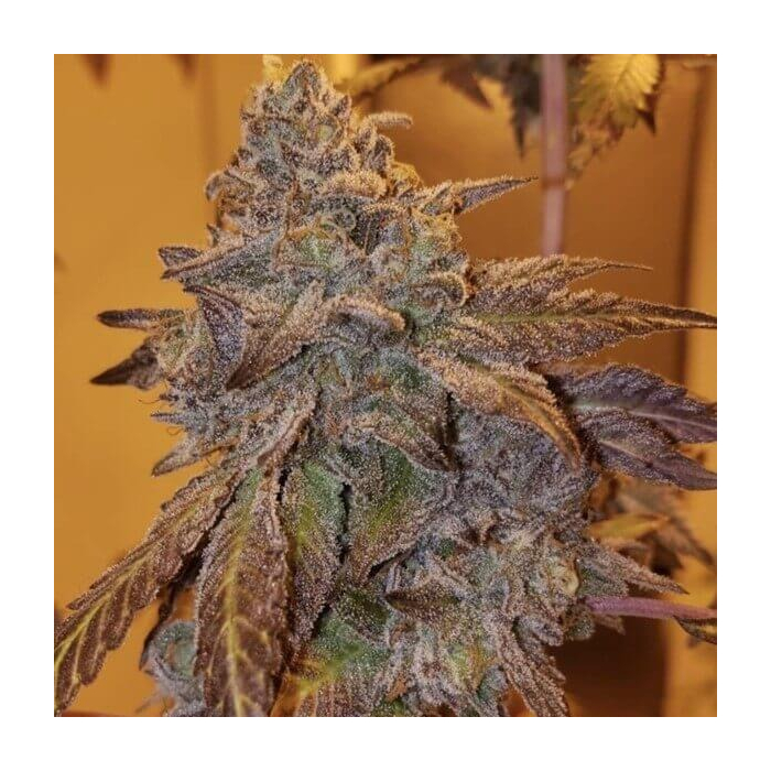 Purple #40