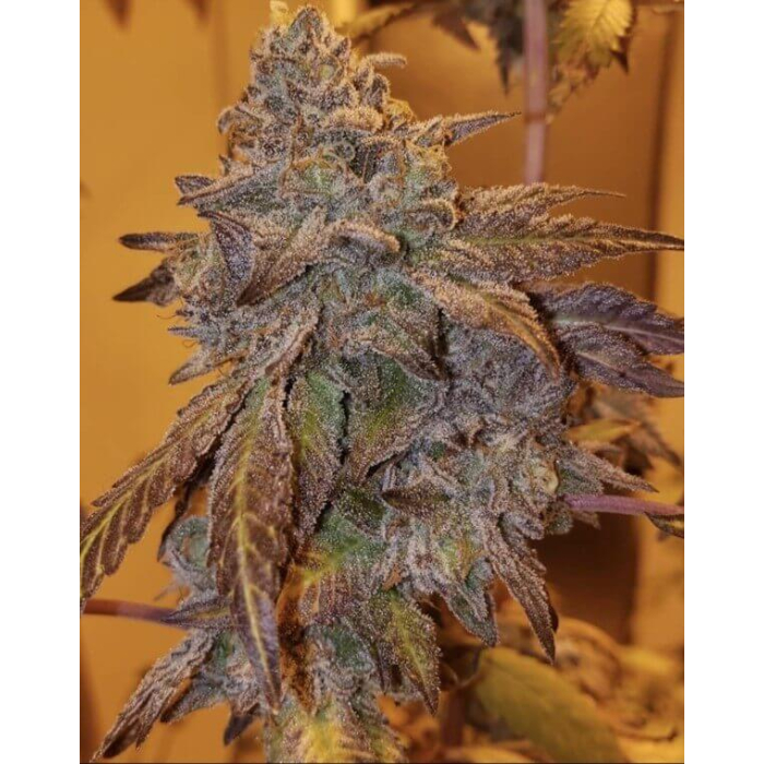 Purple #40