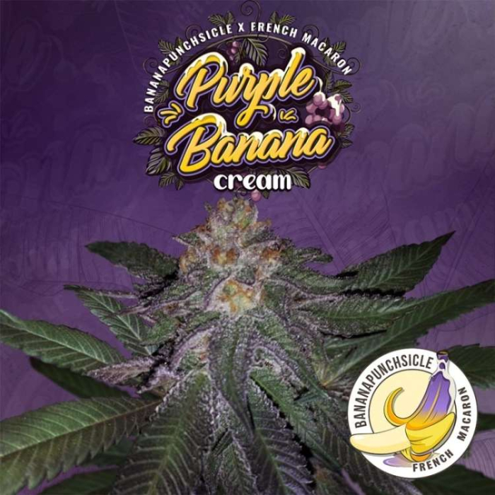 Purple Banana Cream
