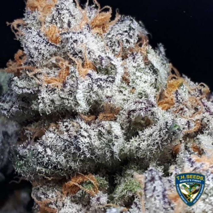 Purple Banana Cream