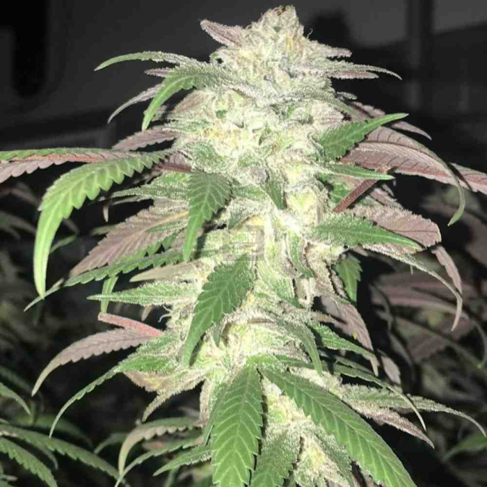 Purple Bubba Purple Bubba