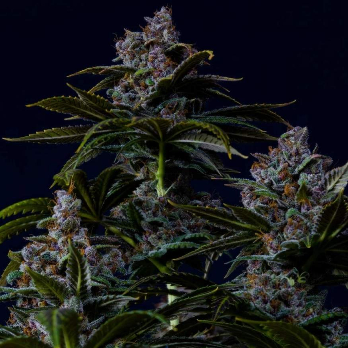 Purple Lemonade FF
