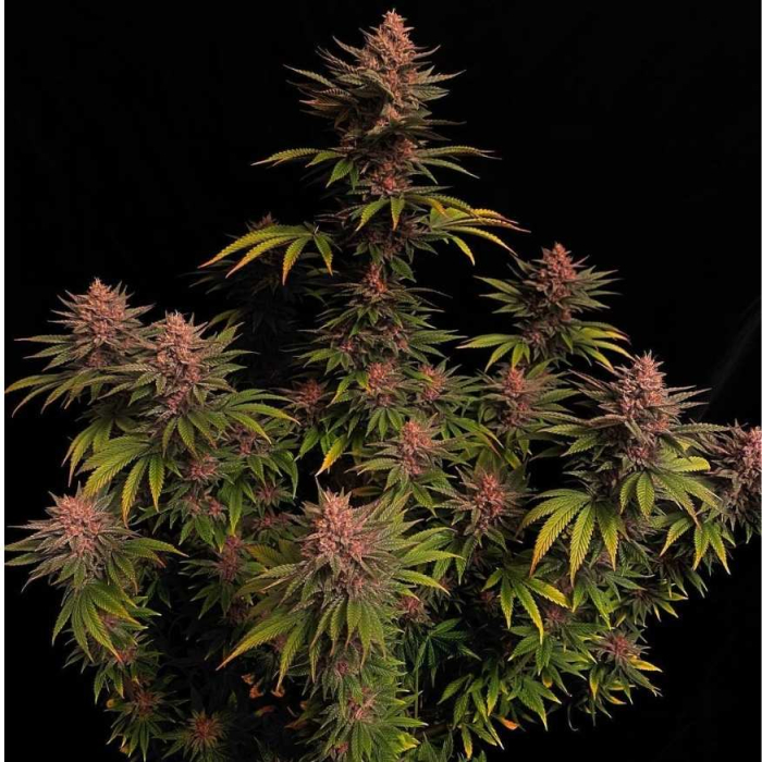 Purple Lemonade FF