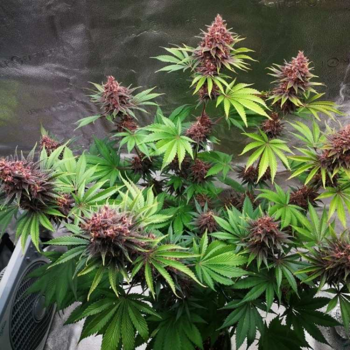 Purple Lemonade FF
