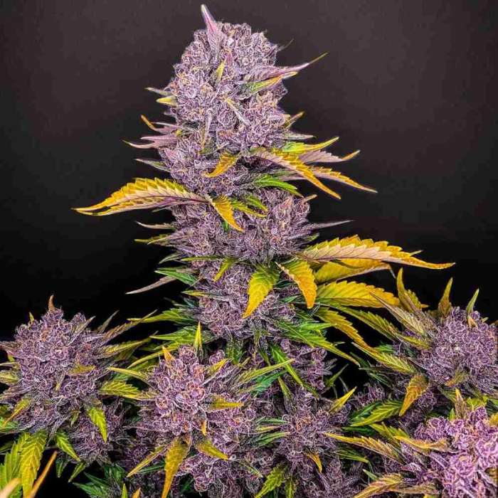 Purple Lemonade Auto