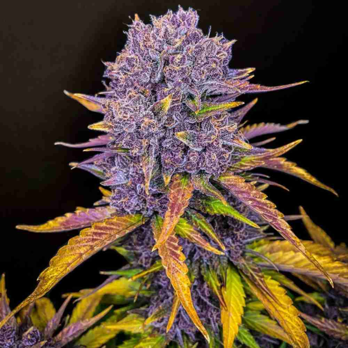 Purple Lemonade Auto