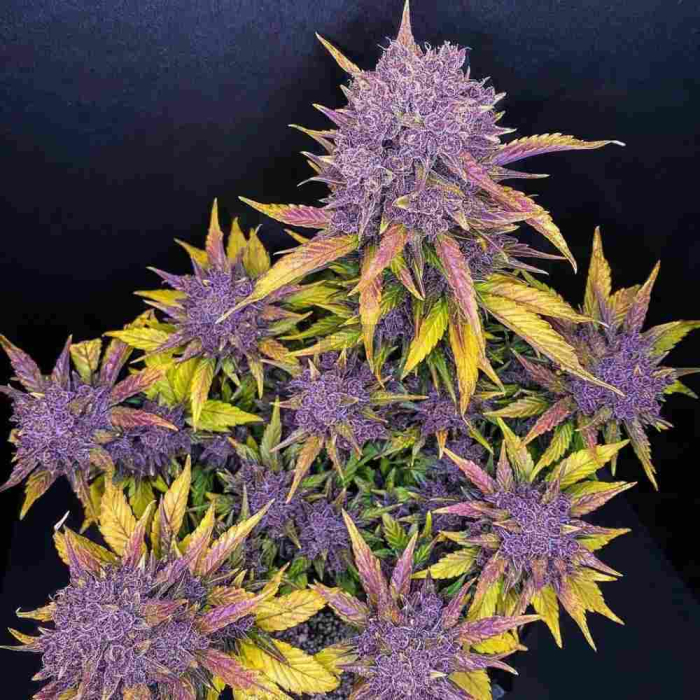 Purple Lemonade Auto