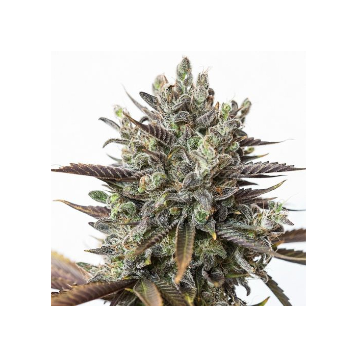Purple Orange CBD