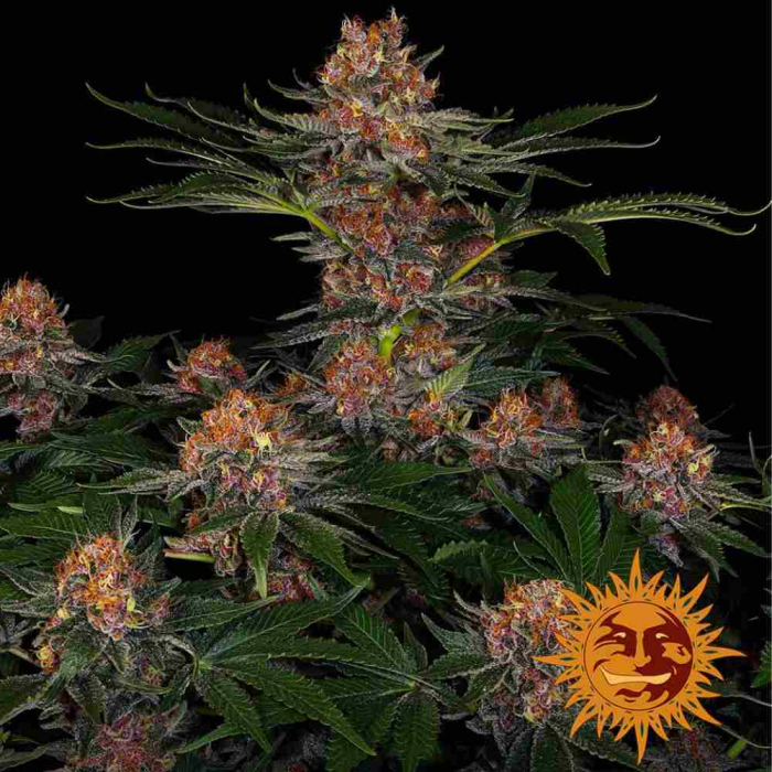 Purple Punch Auto