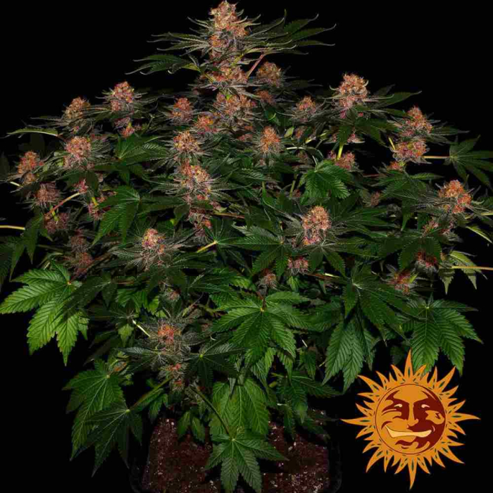 Purple Punch Auto