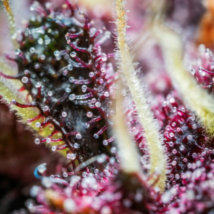 Purple Punch Auto