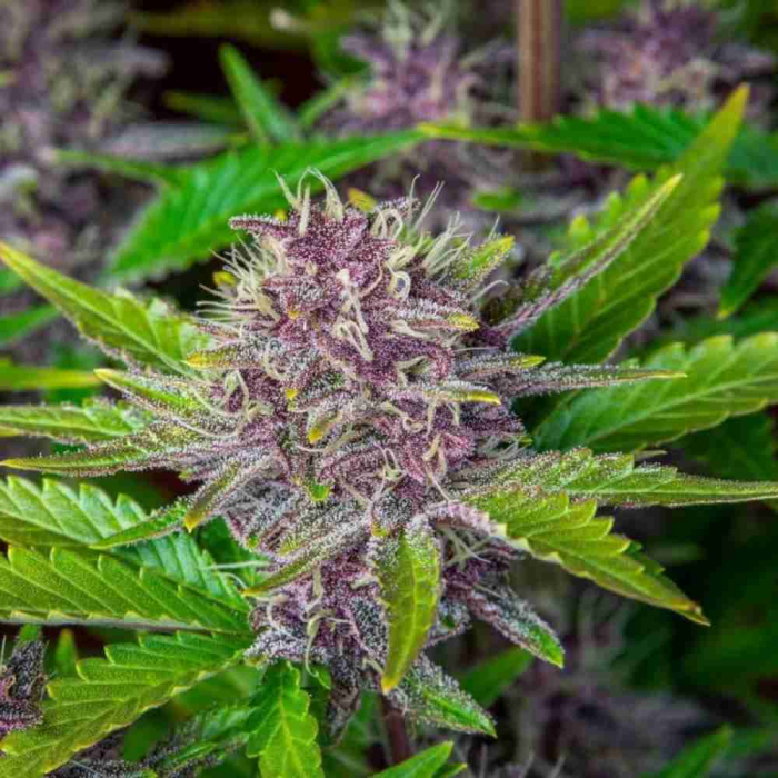 Purple Punch Auto