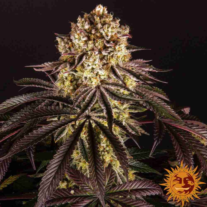 Purple Punch