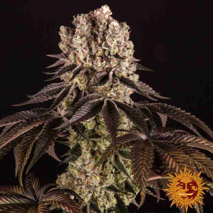 Purple Punch