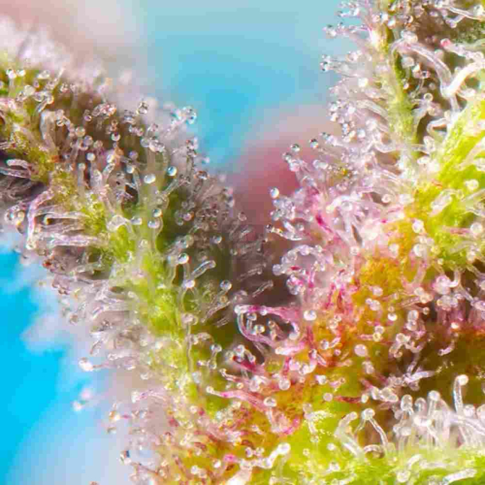 Purple Punch OG