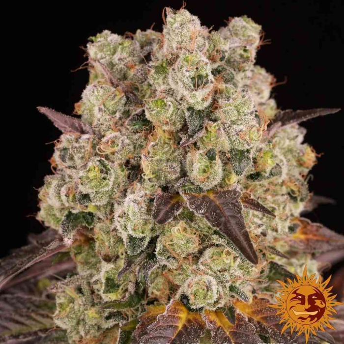 Purple Punch x Lemon Drizzle