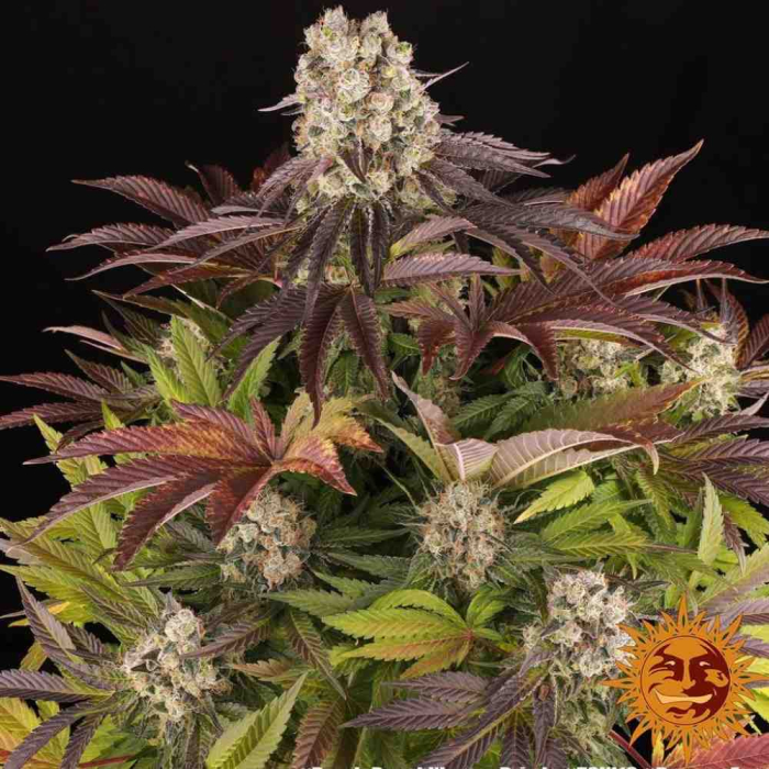 Purple Punch x Lemon Drizzle