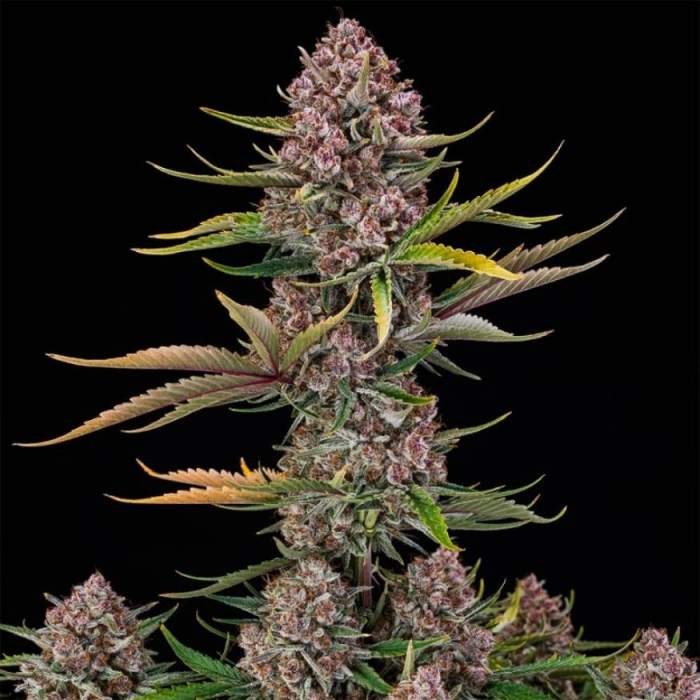 Purplenade XXL Auto