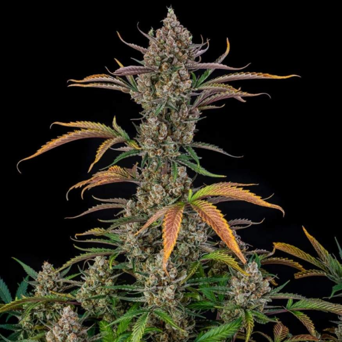 Rainbow Breath Auto