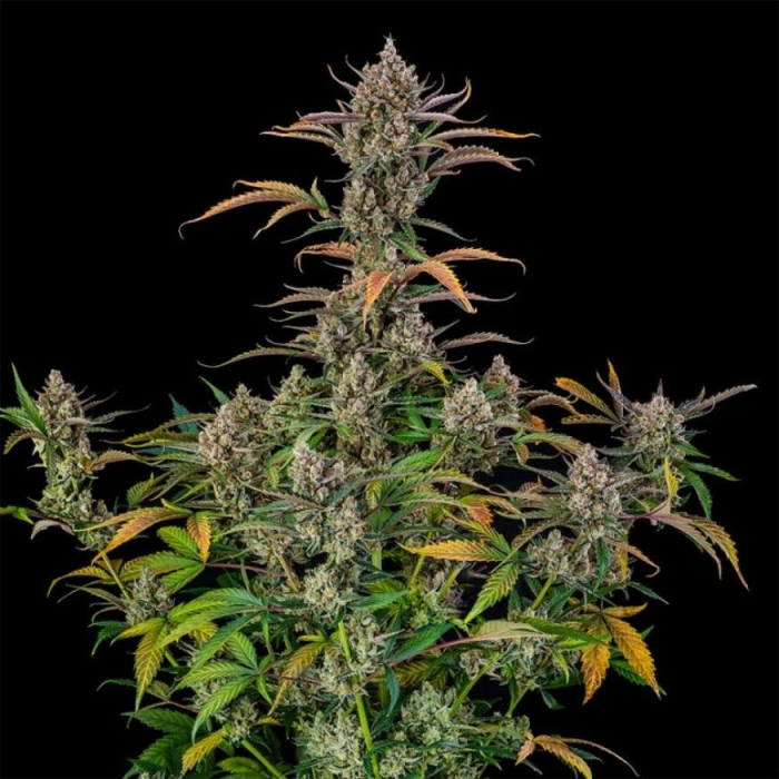 Rainbow Breath Auto