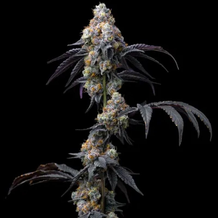 Rainbow Sherbert