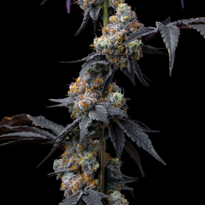 Rainbow Sherbert