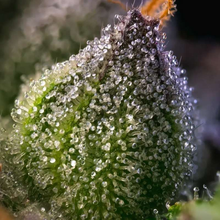 Rainbow Sherbert