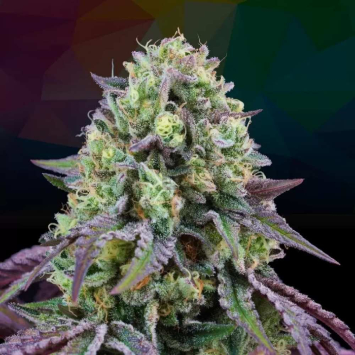 Rainbow Triangle (Perfect Triangle x Peach Ozz)