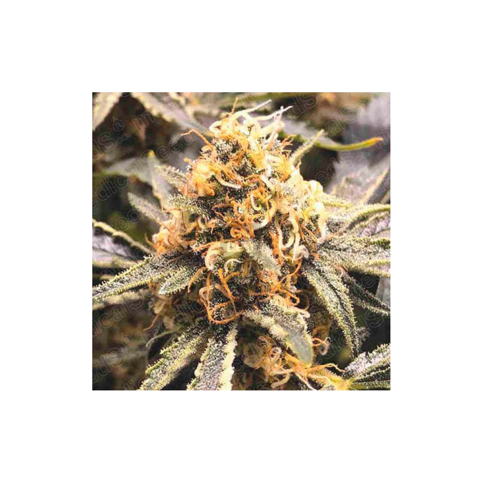 Recovery CBD