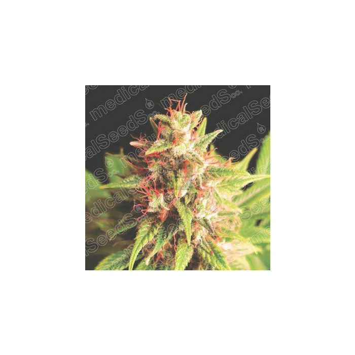Red Cross CBD