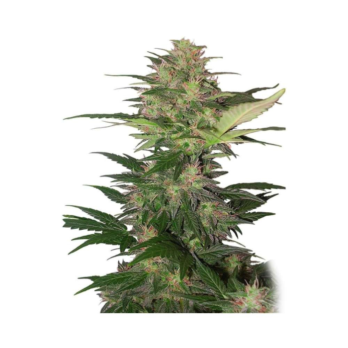 Red Dwarf Auto