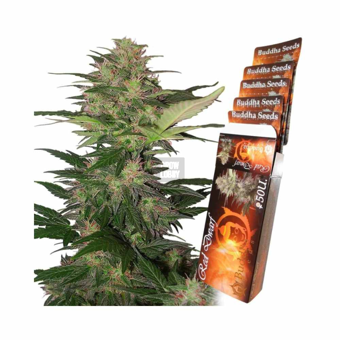 Red Dwarf Auto